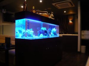 飲食店様　淡いライトで照らす美しい海水魚水槽