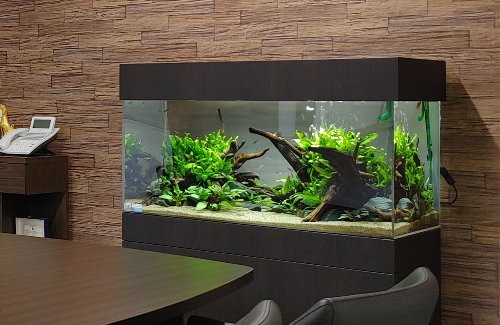 オフィスに水草茂る淡水魚水槽   奈良アクアガーデン